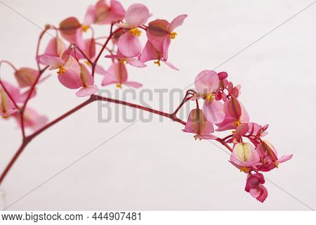 Close Up Of Pink Begonia (semperflorens Cultorum Group) Blossom.
