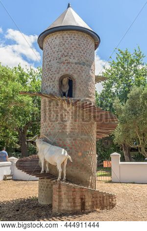 Paarl, South Africa - Dec 26, 2021: Goats On The Goat Tower At Fairview Near Paarl In The Western Ca