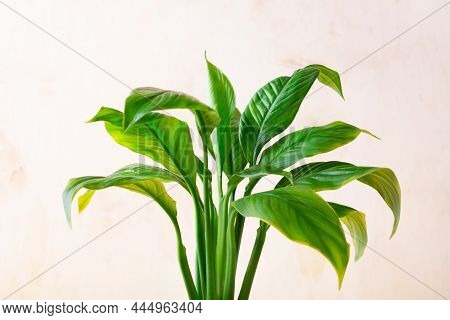 Spathiphyllum Or Peace Lily Houseplant Leaves Against The Light Wall