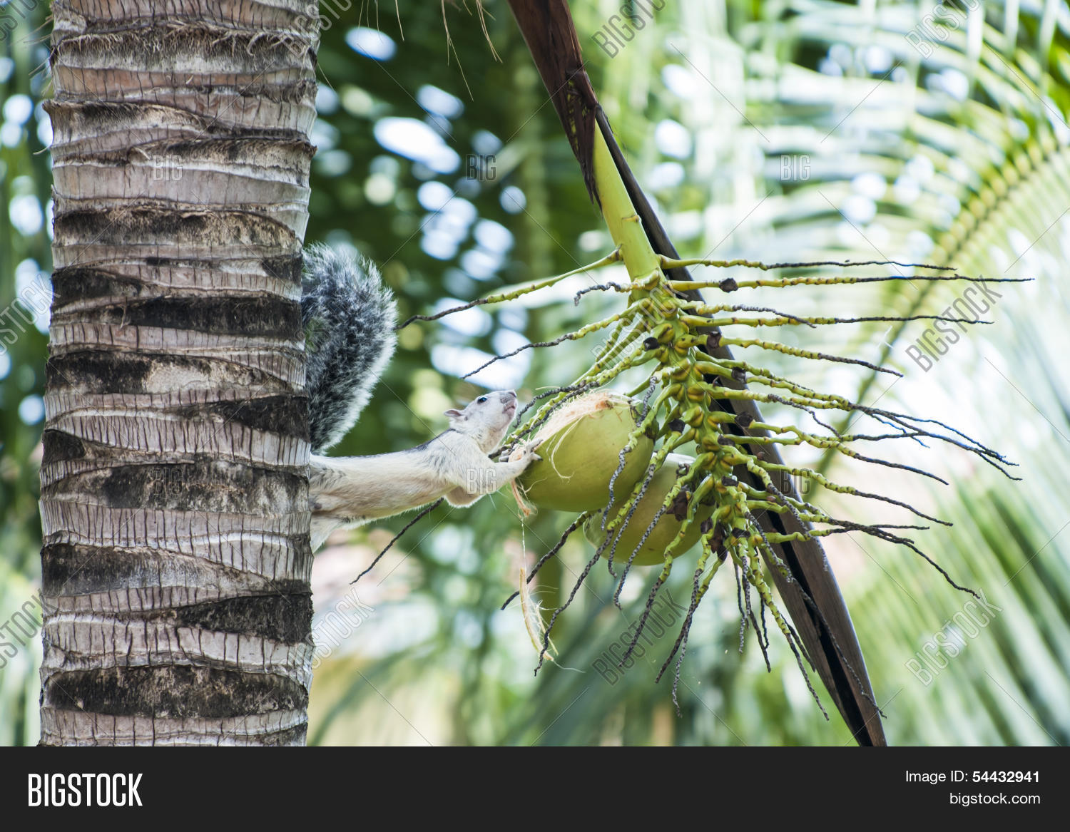 Image Preview