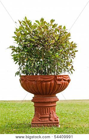 Plants Grown In Jardiniere