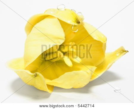 Bloem met druppels