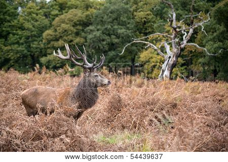 Red Deer Stag During Rutting Season In Autumn