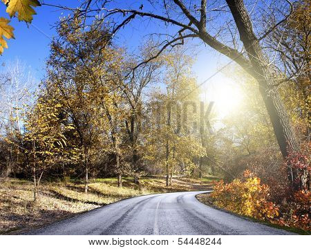 Vivid colors of autumn birch forest 
