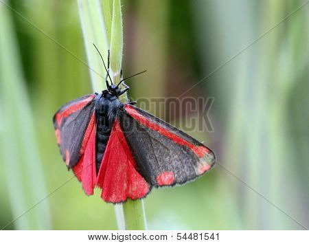 Cinnabar Moth