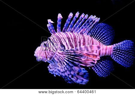 Red Lionfish