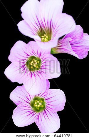 Pink Wood Sorrel