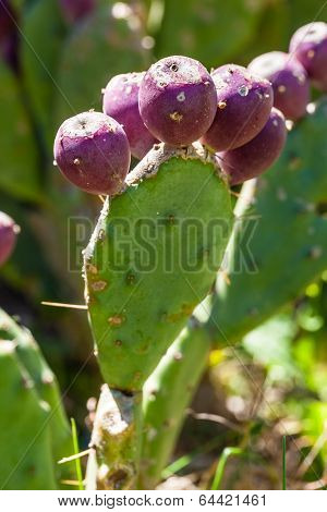 Prickly Pears