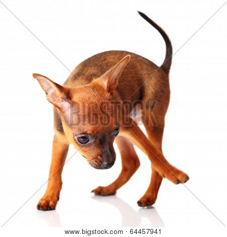 puppy of toyterrier