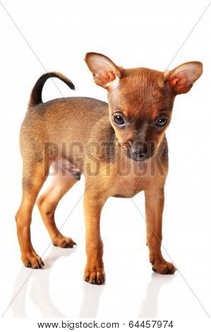 puppy of toyterrier
