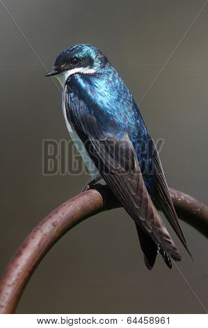Tree Swallow On A Perch