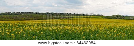 Flowering Rapeseed Field