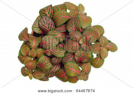 episcia leaves isolated on white background