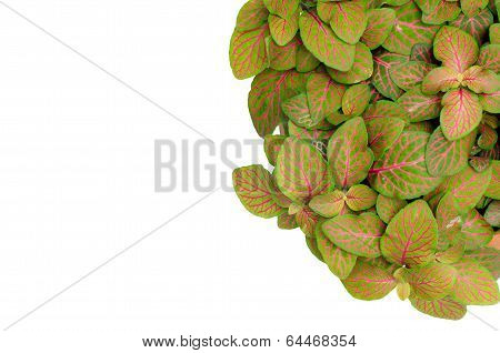 Episcia Leaf Isolated On White Background