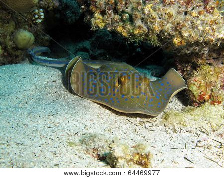 Ribbontail stingray