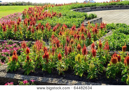 Celosia Flower (celosia Argentea)