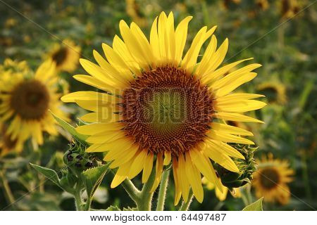 The Big Sunflower In Garden