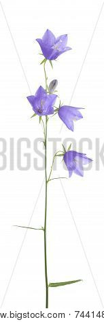 Campanula Rotundifolia