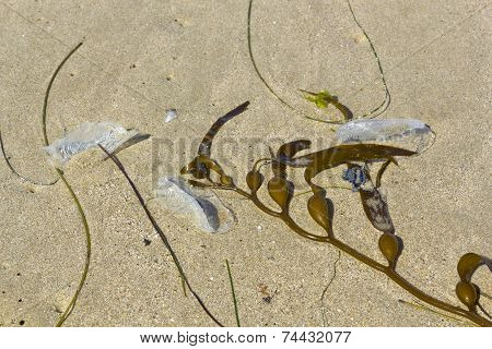 Velella Velella And Seaweeds