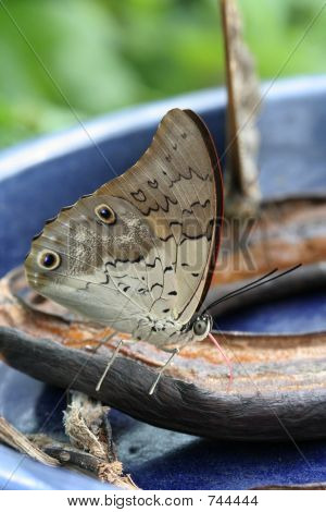 Shoemaker Schmetterling (Prepona Omphale Octavia)