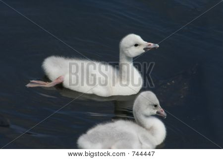 สวอน Trumpeter cygnets (ยาง Buccinator)