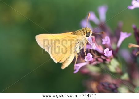 polilla