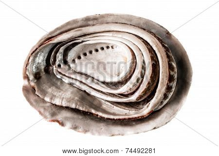 Abalone Shells
