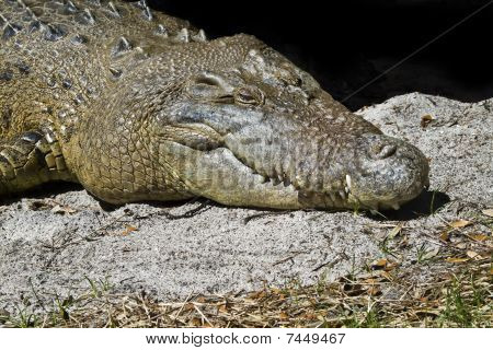 Coccodrillo americano