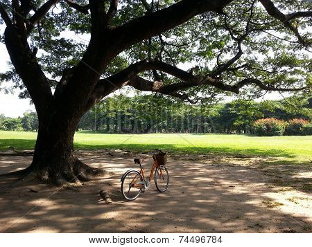 Bicycle In Park