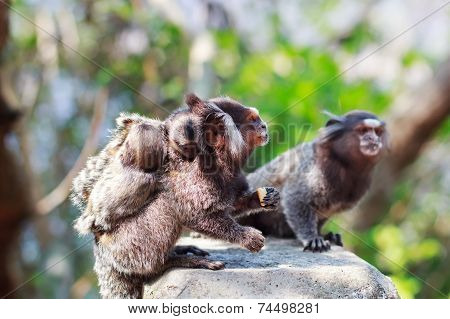 White-eared Monkey Family: Male And Female Eating With Baby