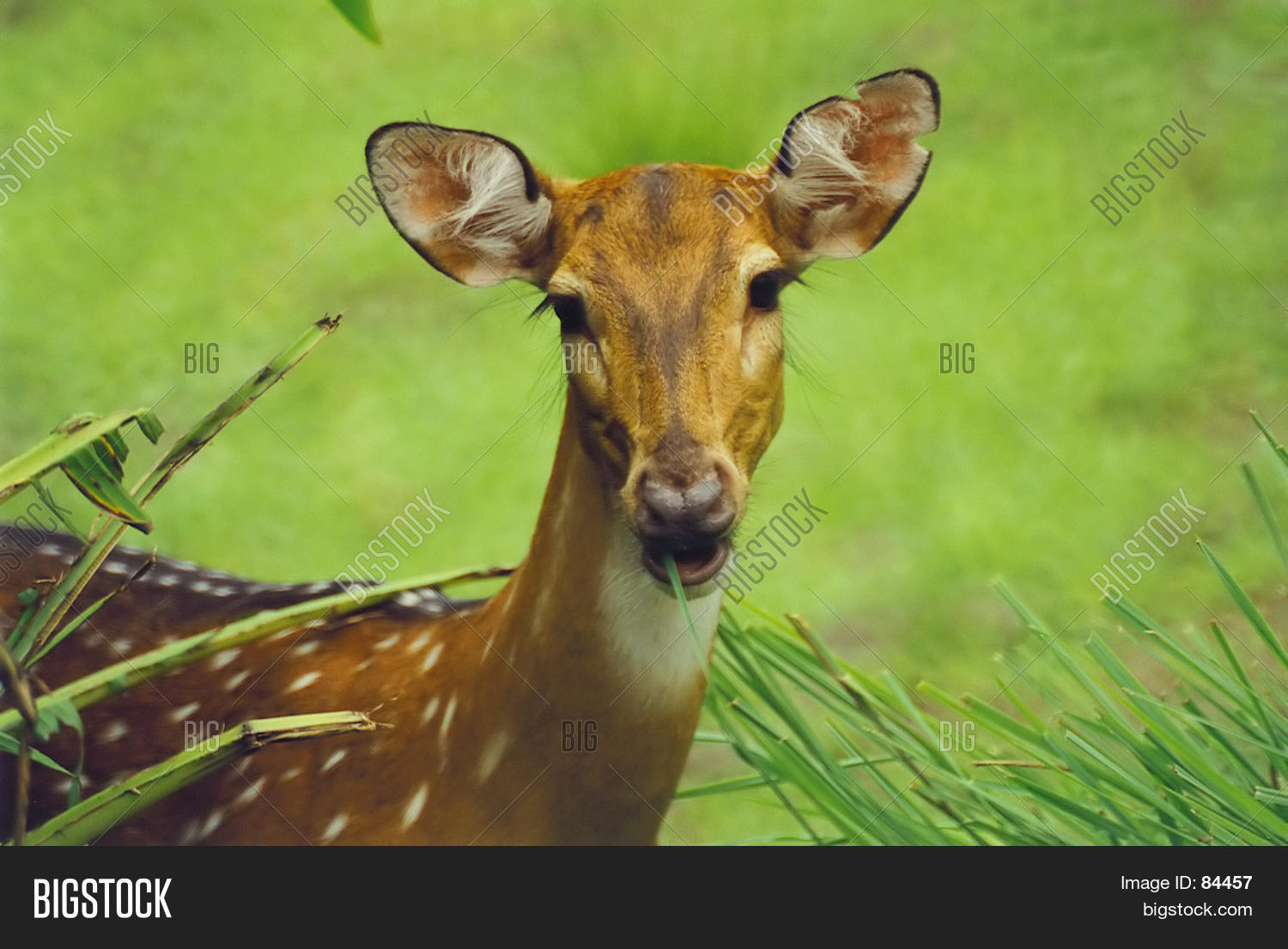 Image Preview