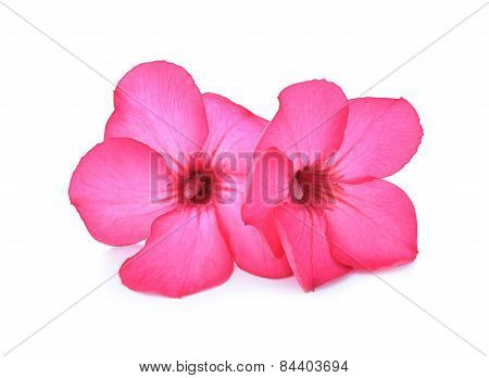 Desert Rose (adenium Obesum Flower) On White Background