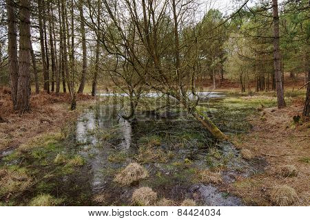 Frozen New Forest Marsh Pond
