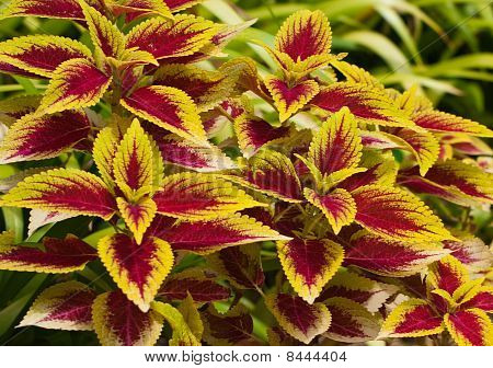 Pianta Coleus