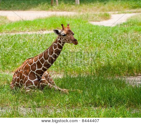 Giraffa In ombra
