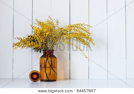 mimosa spring flowers