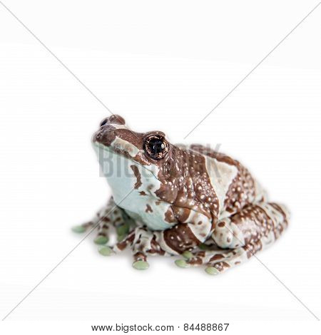 Amazon Milk Frog Isolated On White