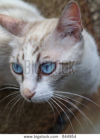 Blu øjne