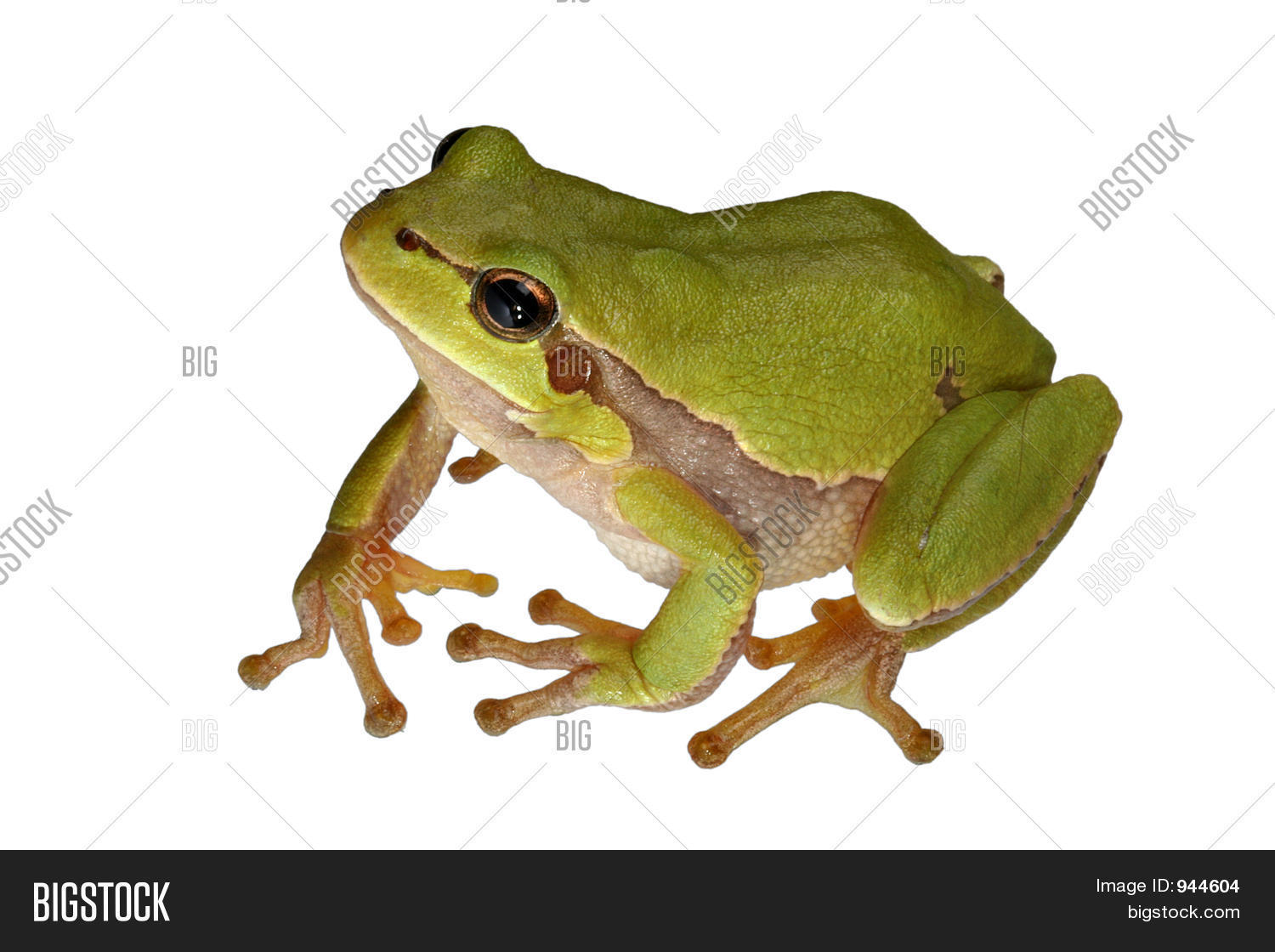 Image Preview