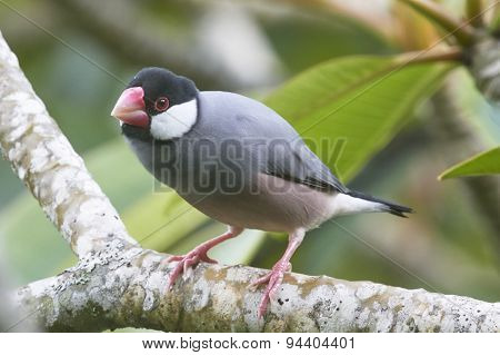 Java Sparrow on Branch