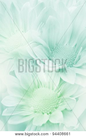Spray Type of Chrysanthemum.