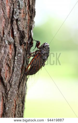 cicada