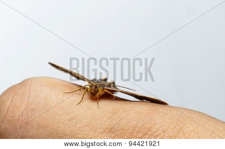 Semiothisa Eleonora Moth