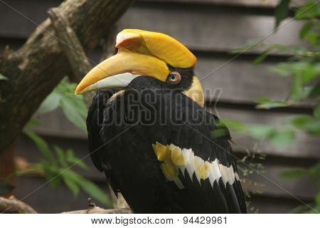 Great hornbill (Buceros bicornis), also known as the great Indian hornbill or great pied hornbill. Wildlife animal. 