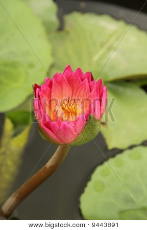 Rosa Seerose