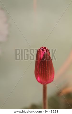 Rosa Seerose