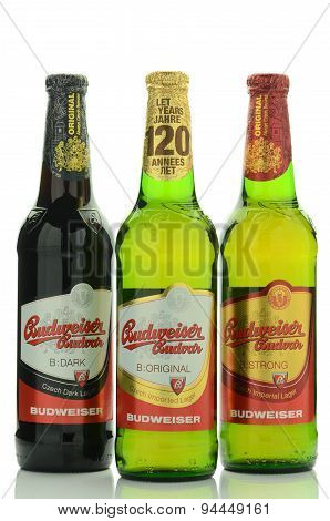 Budweiser lager beer isolated on white background