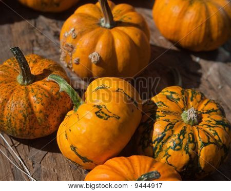 Pumpor och kalebasser