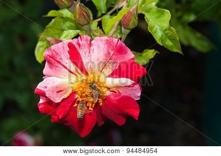 Spring time bees