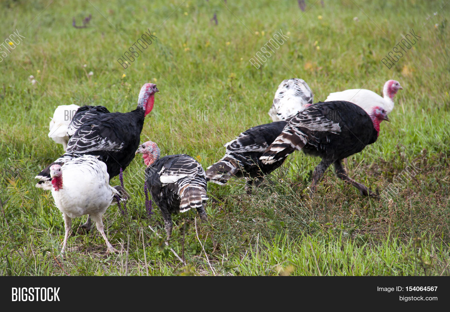 Flock Turkeys Grazing Image & Photo (Free Trial) Bigstock
